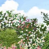 Detail 6 zu An einem Garten – Ölbild auf Leinwand mit dem Thema Parkanlagen und Gärten.