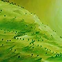 Detail 1 zu Aufruhr – Acryl auf Holztafel mit dem Thema terrestrische Verformung.