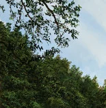 Detail 1 zu Berlin Tiergarten 1 – Ölbild auf Leinwand mit dem Thema Parkanlagen und Gärten.