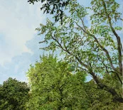 Detail 2 zu Berlin Tiergarten 1 – Ölbild auf Leinwand mit dem Thema Parkanlagen und Gärten.