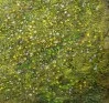Detail 9 zu Blumenhimmel – Ölbild auf Leinwand mit dem Thema Höhlen und Schluchten.