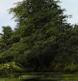 Detail 3 zu Der Gartenteich – Ölbild auf Leinwand mit dem Thema Parkanlagen und Gärten.