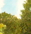 Detail 5 zu Grüner Bogen – Ölbild auf Leinwand mit dem Thema Parkanlagen und Gärten.