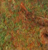 Detail 16 zu Highlander – Ölbild auf Leinwand mit dem Thema Tiere.