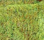 Detail 5 zu Höhlenmalerei – Ölbild auf Leinwand mit dem Thema Tiere.