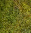 Detail 10 zu Homogene Dynamik – Ölbild auf Leinwand mit dem Thema Parkanlagen und Gärten.