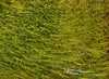 Detail 6 zu Homogene Dynamik – Ölbild auf Leinwand mit dem Thema Parkanlagen und Gärten.