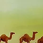 Detail 2 zu Karamel Karavane – Acryl auf Holztafel mit dem Thema Tiere.