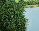 Detail 4 zu Tipp Tapp – Ölbild auf Leinwand mit dem Thema weite Landschaften.
