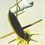 Detail 1 zu Schizzophrenie – Ölbild auf Leinwand mit dem Thema .